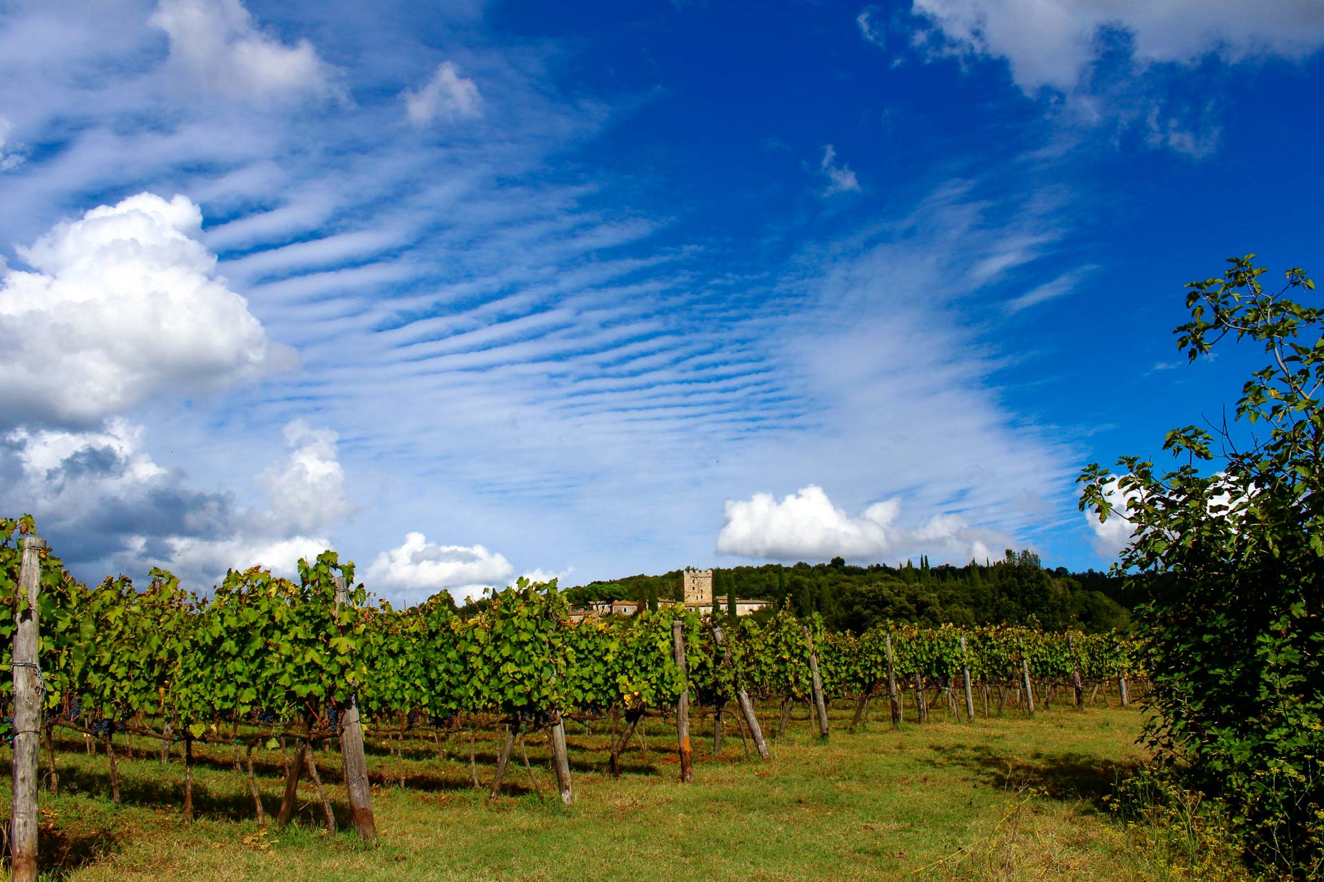 tennuta-di-spannocchia-vigna